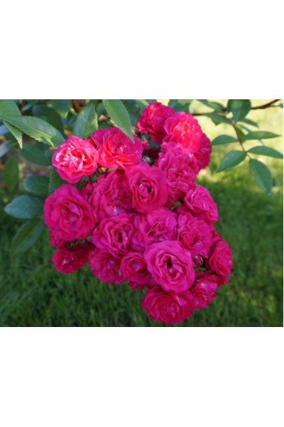 Квіти мускусної троянди Лейпциг